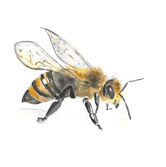 Hive of Knowledge bee: project funding