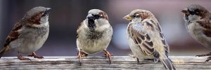 four sparrows: P-values and the future of statistical inference