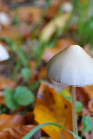 Mushroom in ground