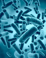 Limosilactobacillus fermentum bacteria